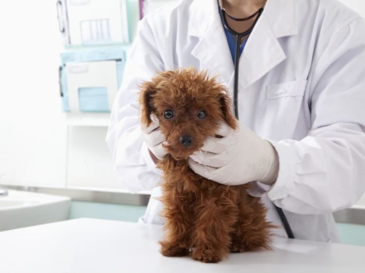 lekarz badający psa 