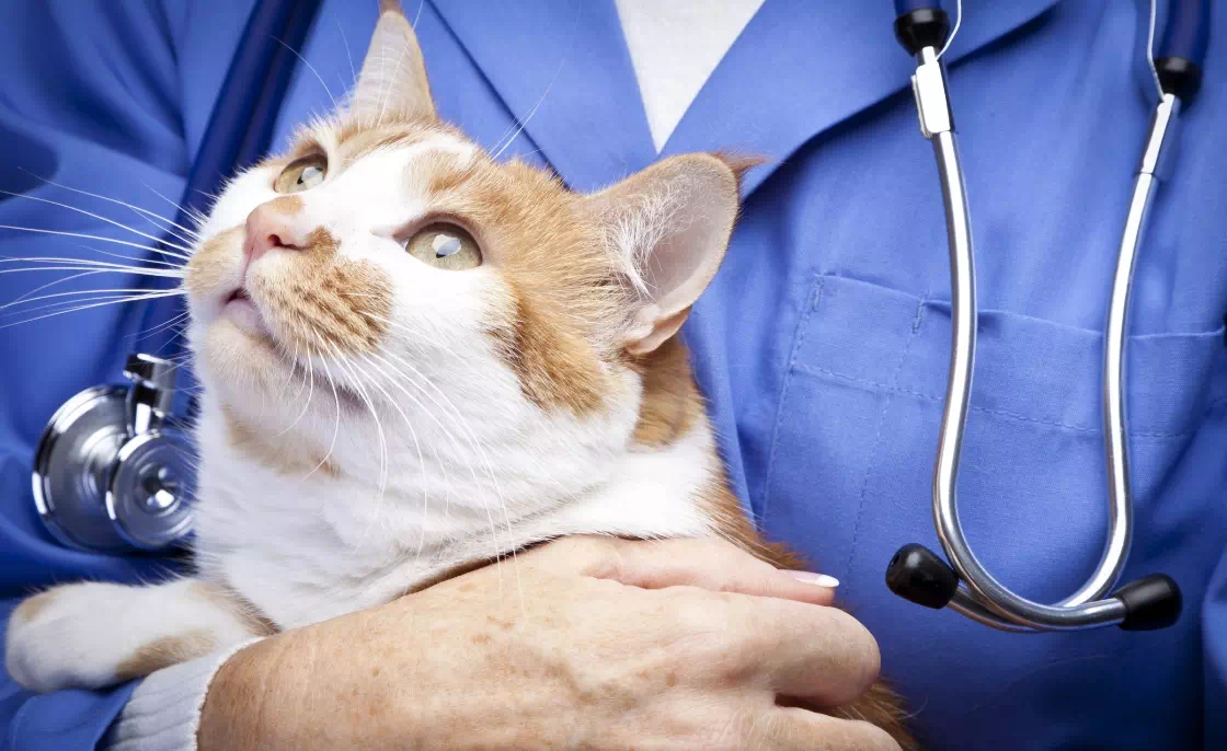 lekarz z kotem na rękach 